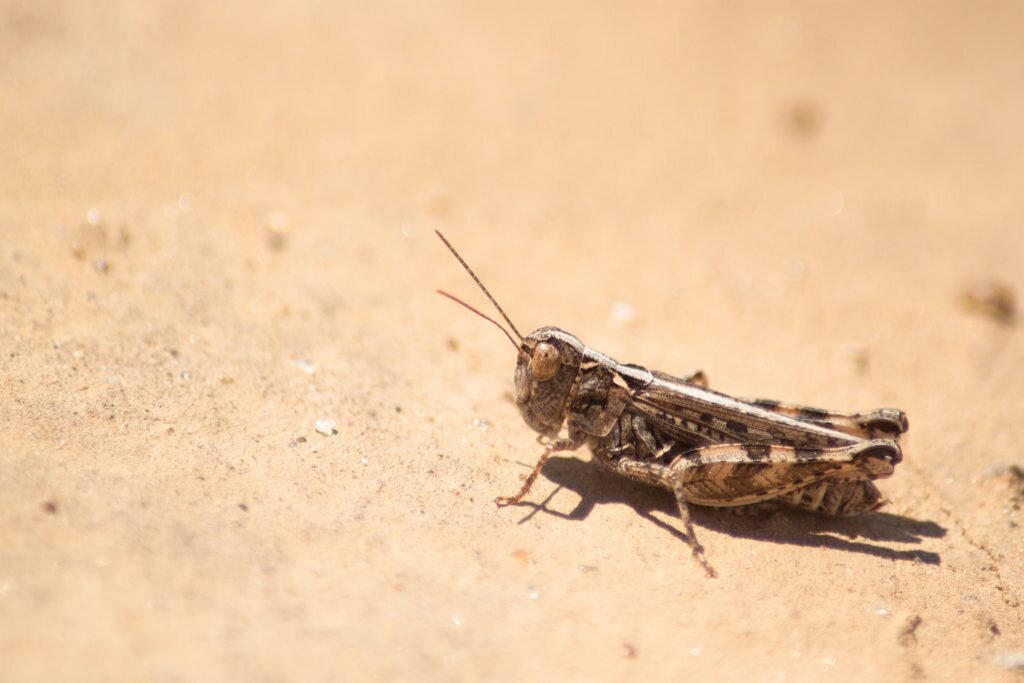 Крестовичка Пегая (Notostaurus albicornis). Фото: Никита Севастьянов