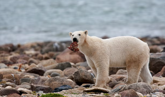Самец белого медведя ест кусок китового мяса, прогуливаясь по берегу Гудзонова залива недалеко от Черчилля, Манитоба