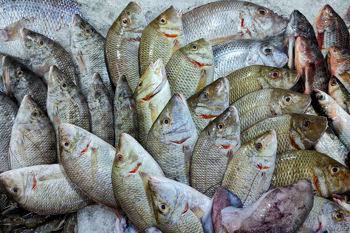 Где поесть рыбы и морепродуктов в Хургаде, как местный |  Маньяк-путешественник | Дзен