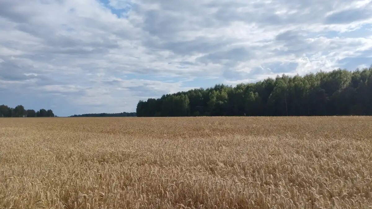 Фото:©Николай Петроченко / Glavagronom.ru Мнение экономиста ФАО о ситуации в Красном море и ее влиянии на рынок зерна