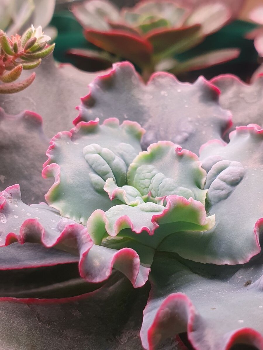 Красивый суккулент Echeveria Linguas.