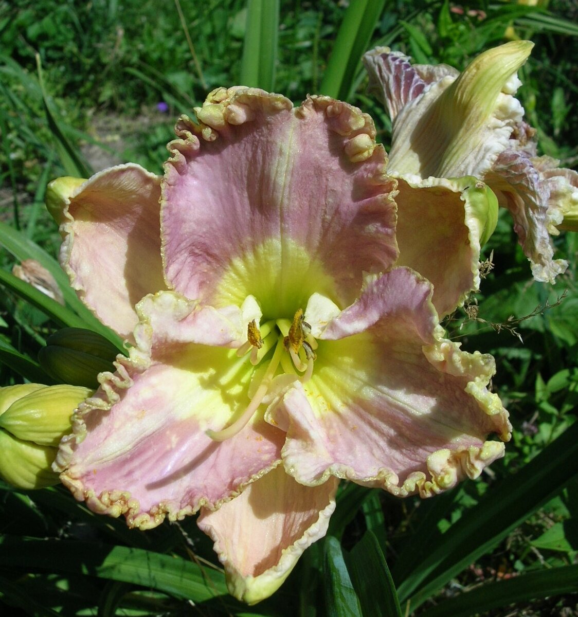  
Darla Anita – вечнозеленый тетраплоид