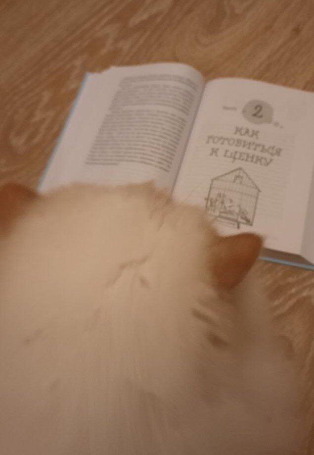 Активно с котом читали умные книги перед приездом щенка