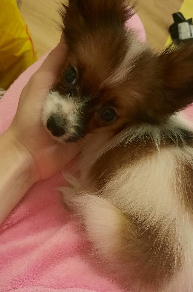 Такая крошка...и не поверишь, что лает