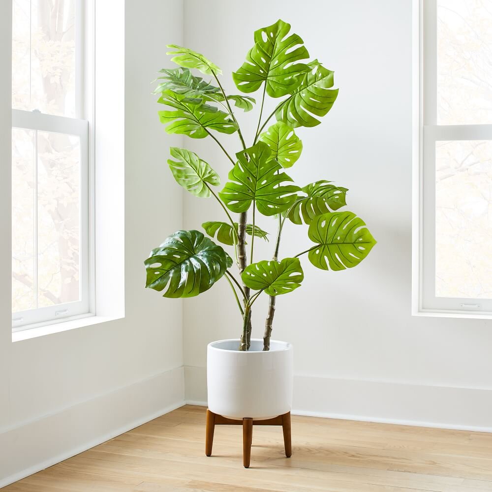 Indoor Plants монстера