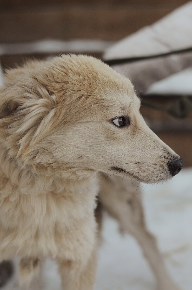 Собака из приюта Ананда
