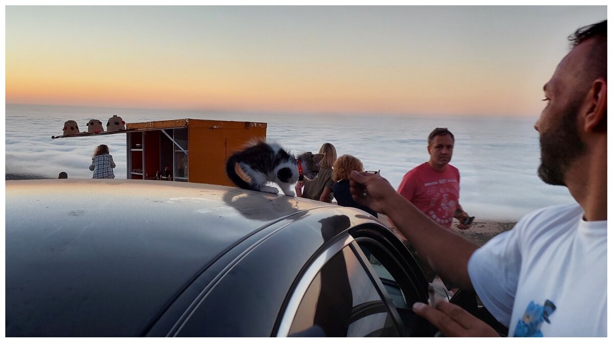 Хозяйский котик прибежал пообщаться