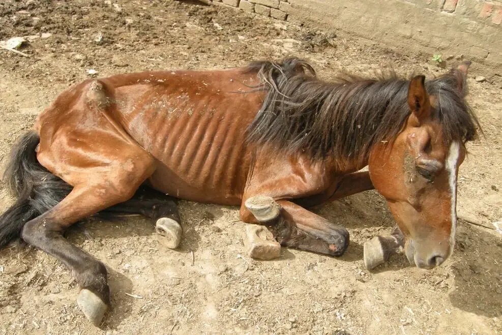 просклонять по падежам слово осел. склонение изменение по падежам имен существительных. падежи слова лиса. конь по падежам. склонение слова лиса.