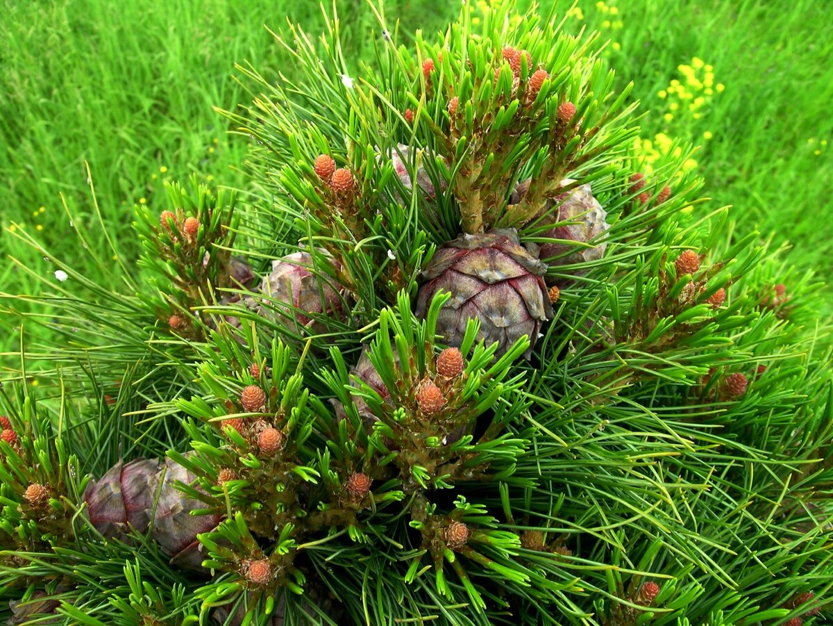 Какие кедры плодоносят. Кедр плодоносит. Кедр сибирский привитый. Саженцы кедра. Кедр 50 м.