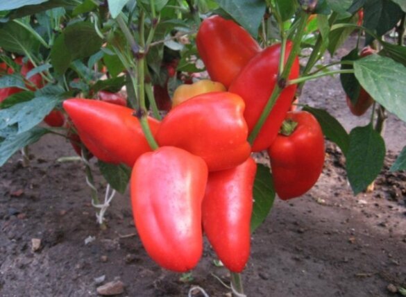 Перец мега италия мязина. Семена перца. Перец. Перец сорт салют. Партнер перец клаудио f1.