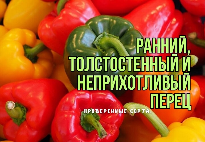 Ранний и толстостенный перец "для ленивых дачников": 3 старых сорта, которые стали стандартами. Урожайные, вкусные - с ними всегда с перцем