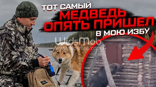 Тот самый медведь ОПЯТЬ пришел в мою избу! #медведьиизба