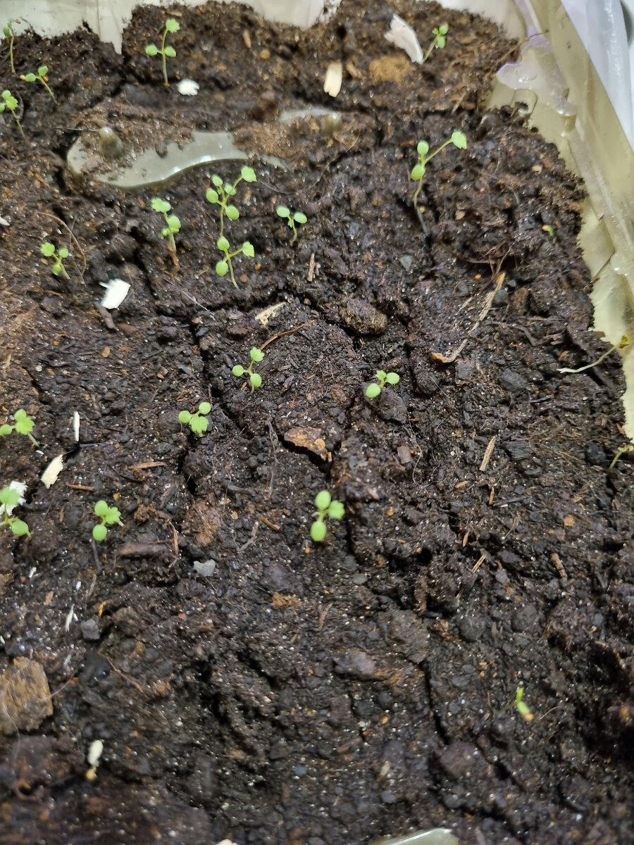 Крошечные и тонюсенькие