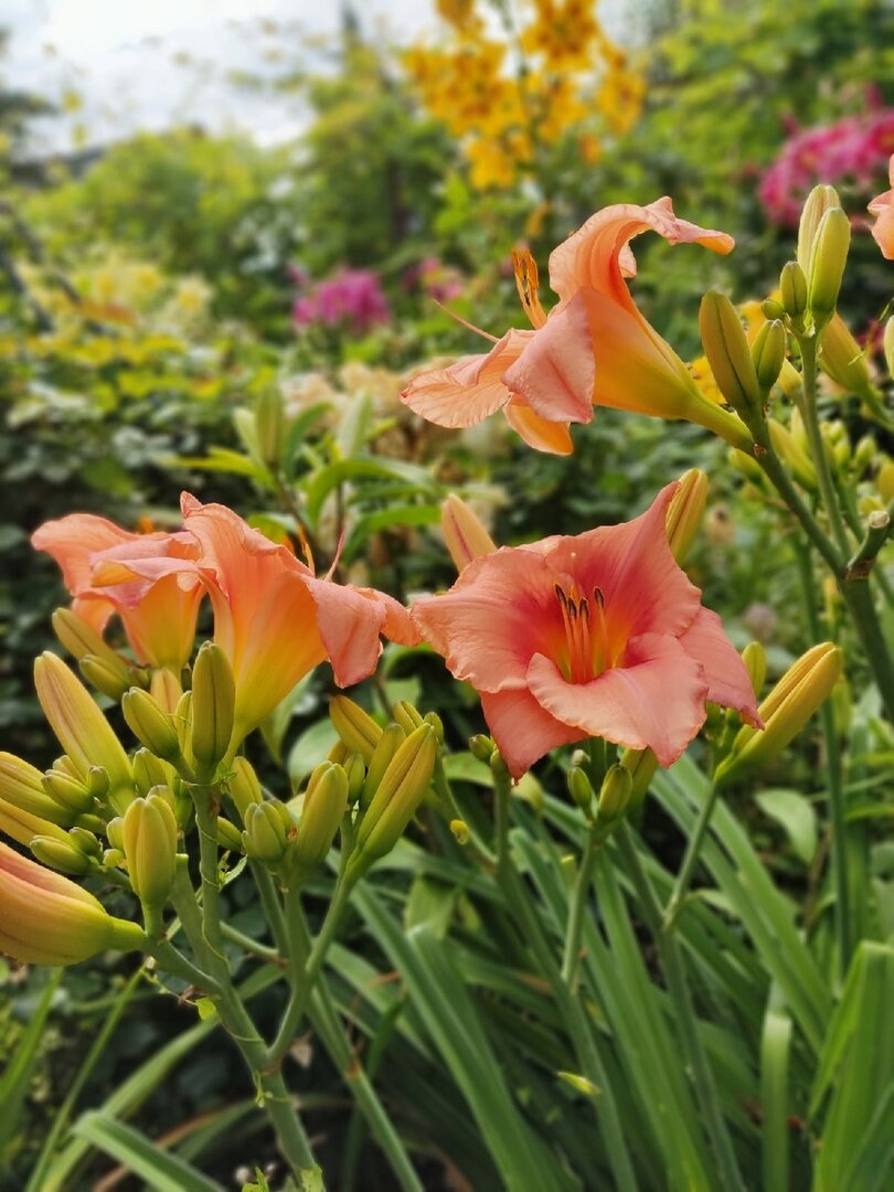 Лилейник, сорт Hall's Pink