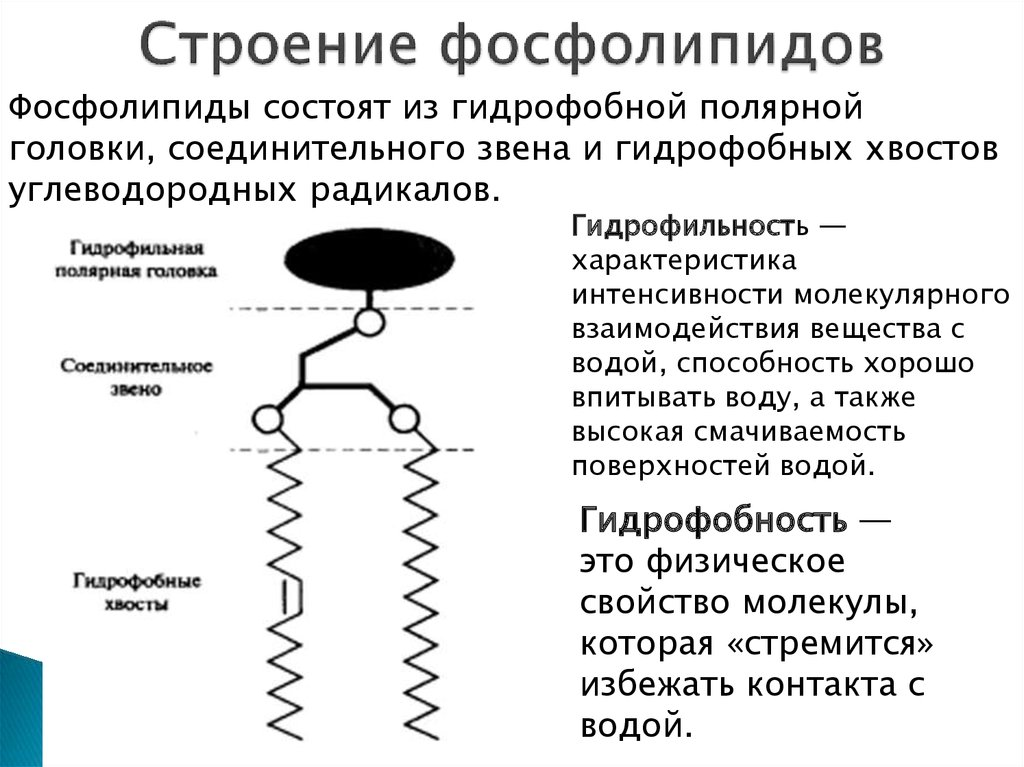 Фосфолипиды общая характеристика примеры строения биологическая роль