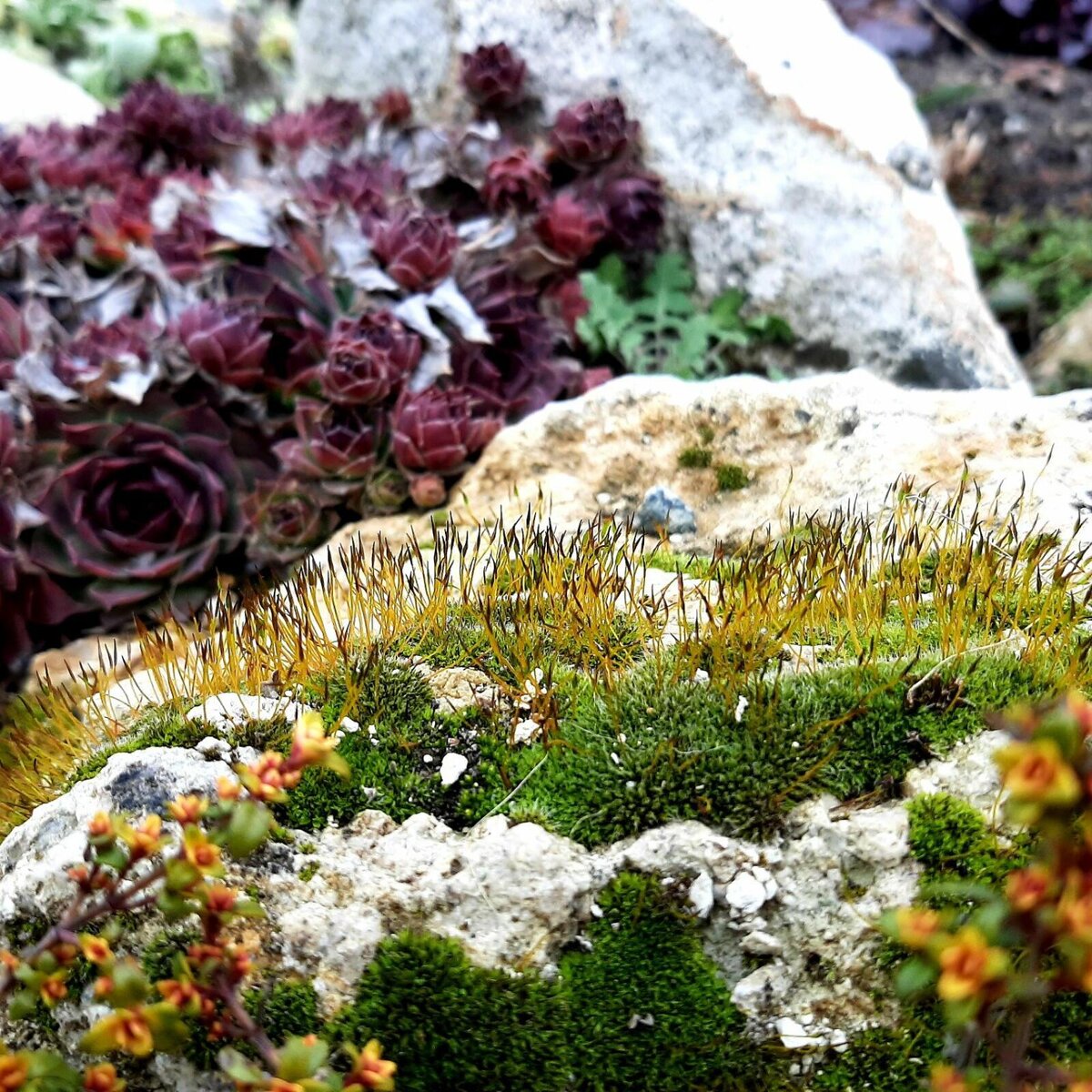 Мох тоже неприхотлив! И красив!