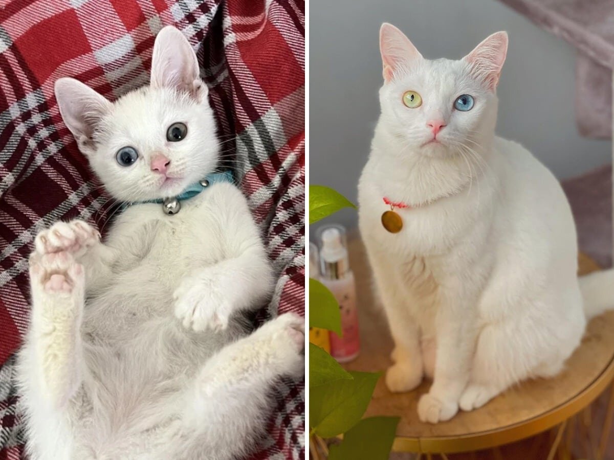 Как выглядят настоящие кошки