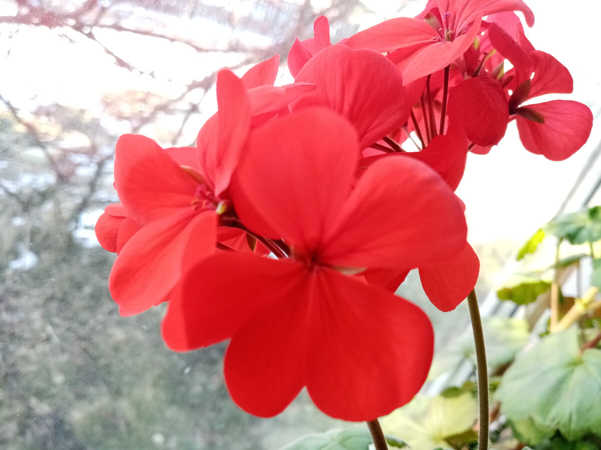 На Сретение всегда цветёт герань