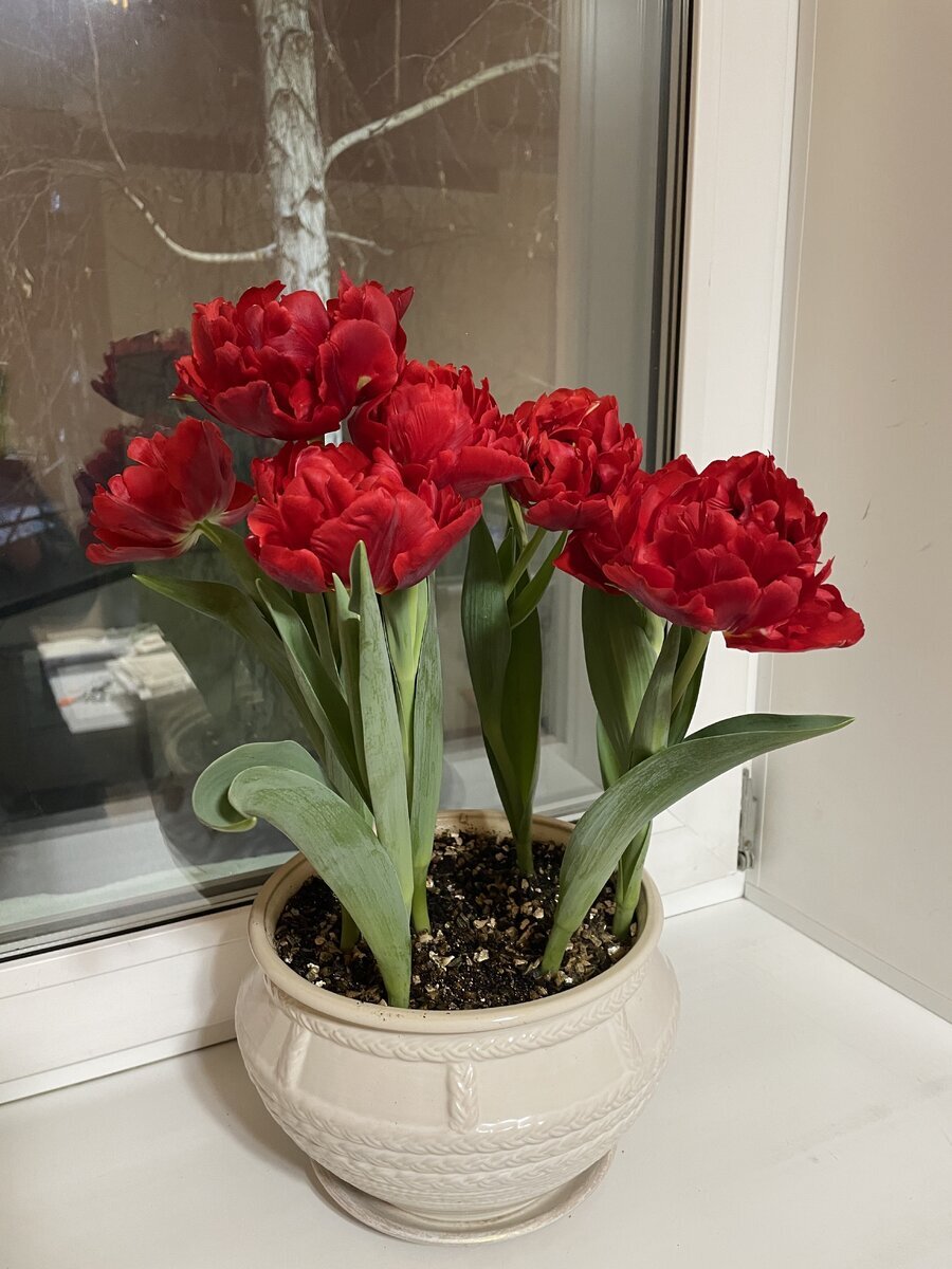 Тюльпаны, автор фото Наталия М