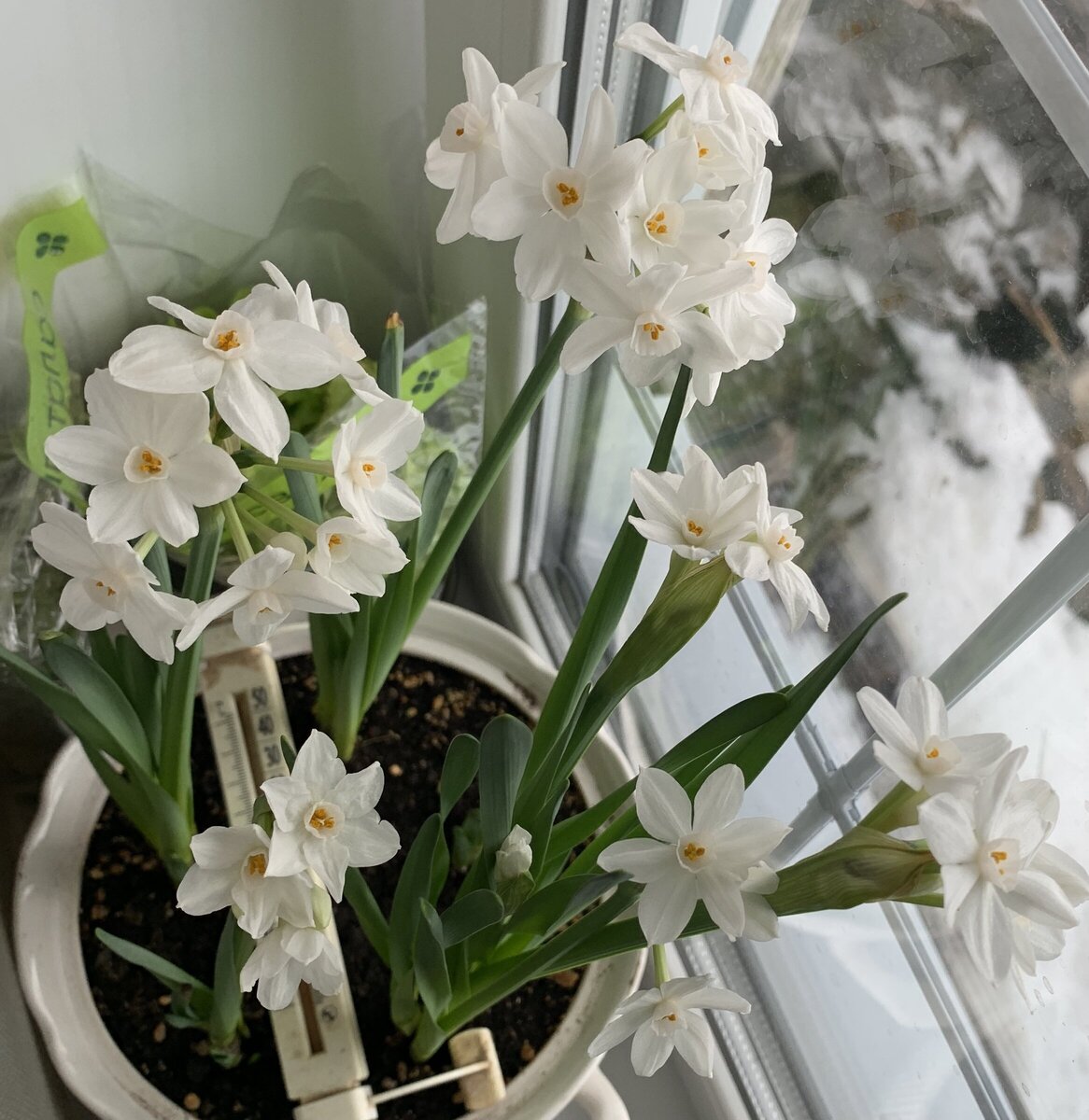 Нарциссы, фото Анны Дергуновой