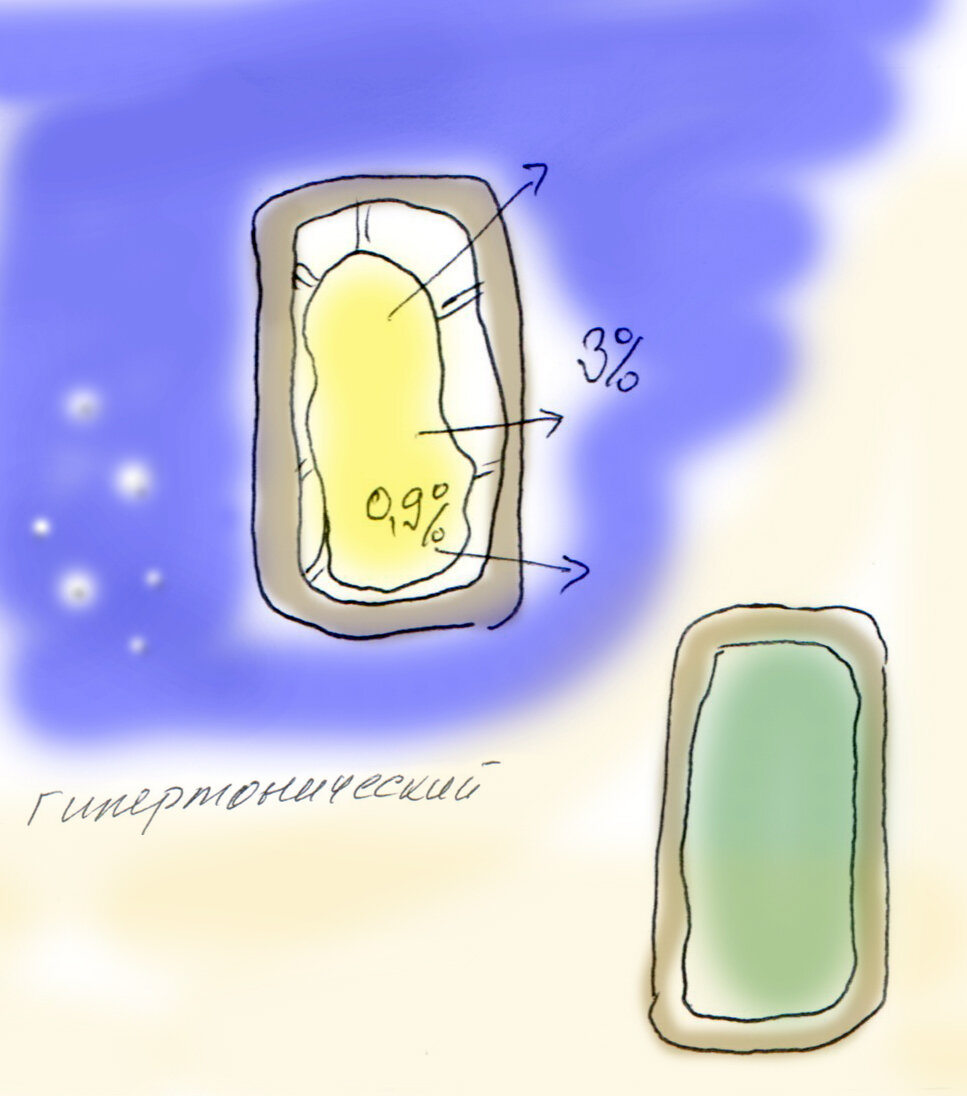 Растительная клетка (рисунок внизу) в клеточной стенке из целлюлозы, как в коробке. Её живое содержимое называется протопласт. Если вокруг клетки гипертонический раствор (в котором соли больше, чем внутри), то вода выходит из клетки, живое содержимое клетки уменьшается. 