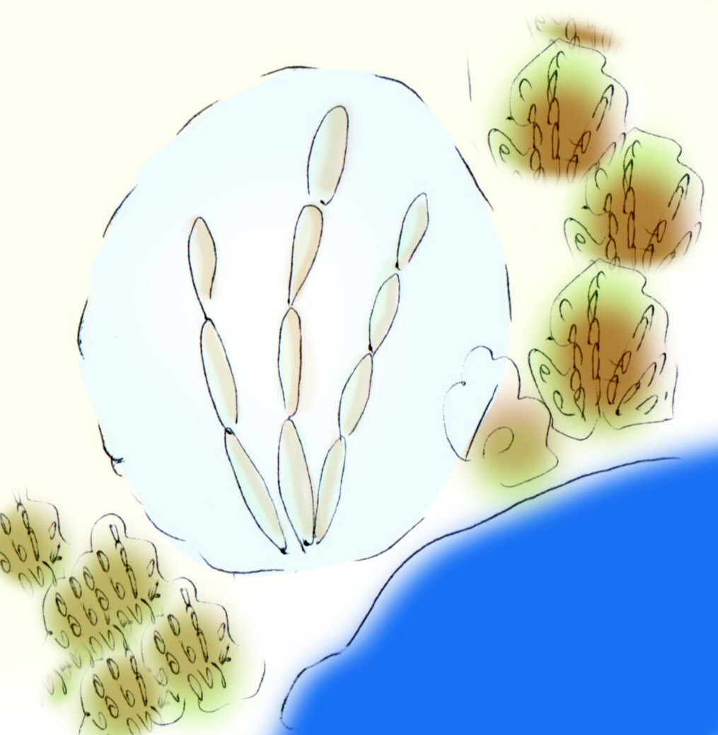 Солянки на берегах солёных озёр выглядят по-марсиански!