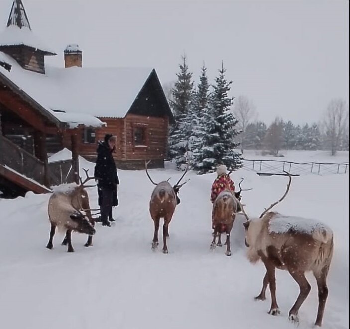 олень в тундре. новоземельский северный олень. рассказ о северных оленях в тундре. северный олень таймыр. северный олень.