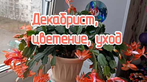 Шлюмбергера - Schlumbergera. Уход за зигокактусом, описание вида, выращивание