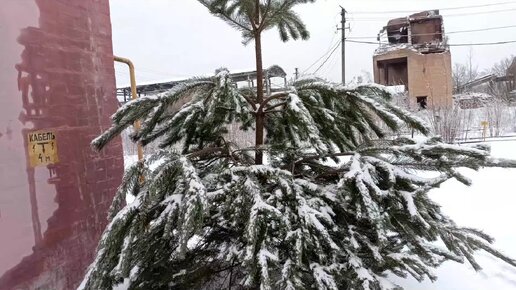 Ледяной дождь в Псковской области 👍🤝✌️🦾