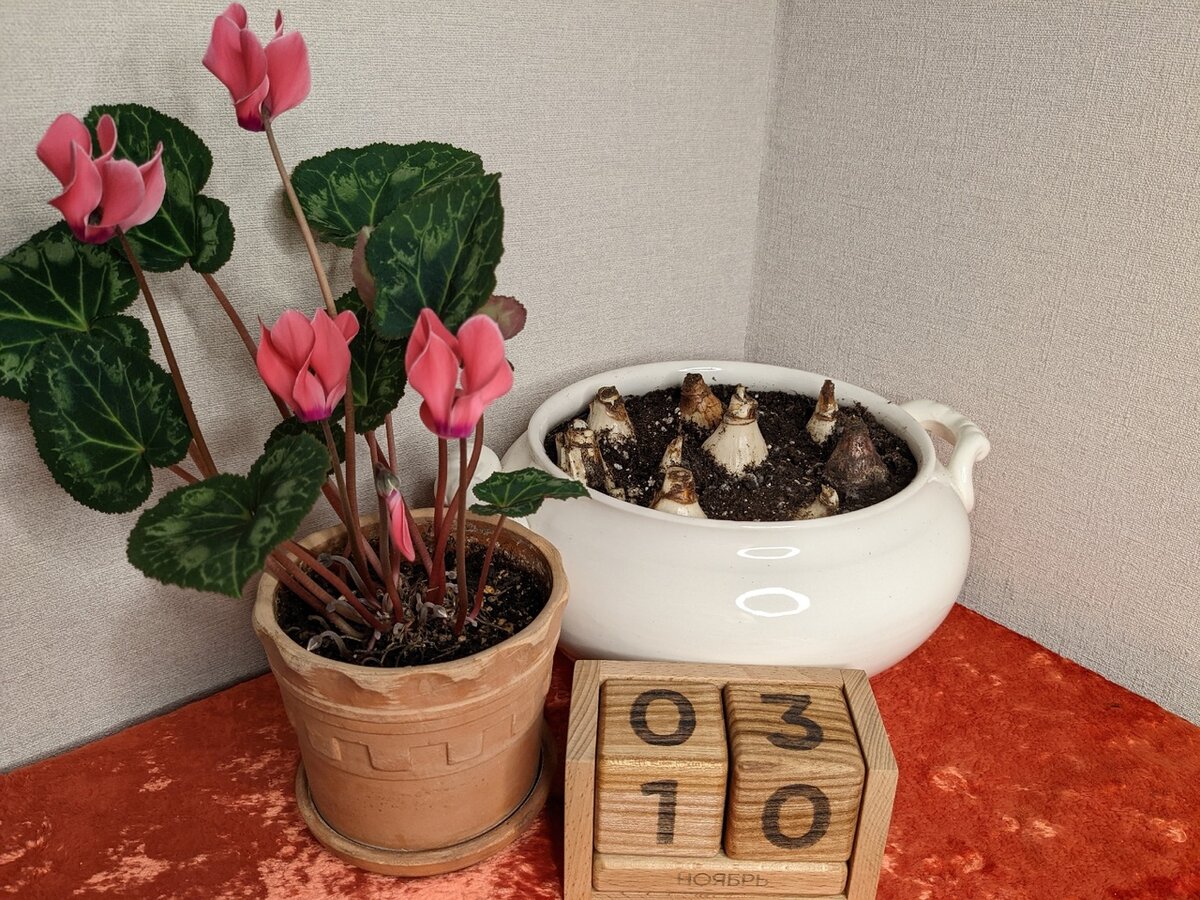 Нарцисы месяц спустя после посадки