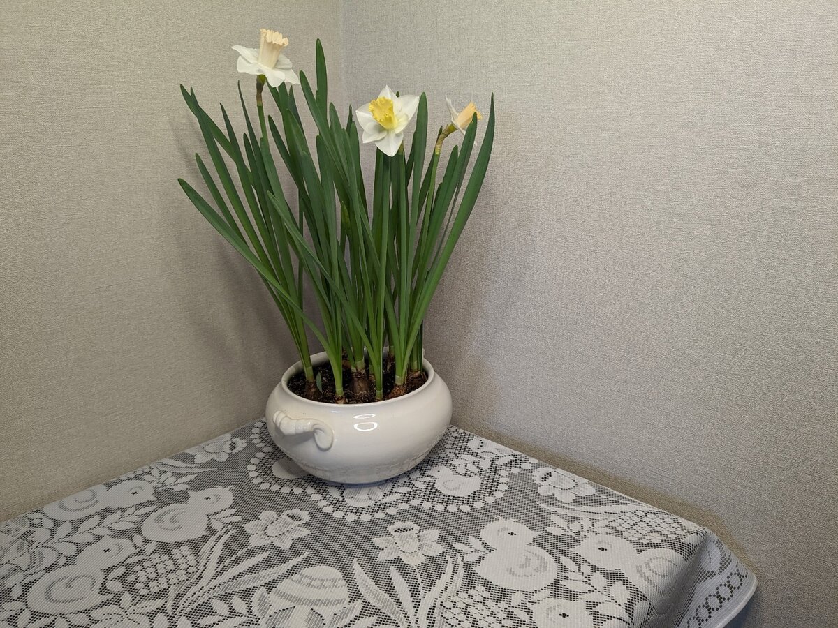 Полцарства за идею: хотелось нарциссы как на скатерти и почти догнала