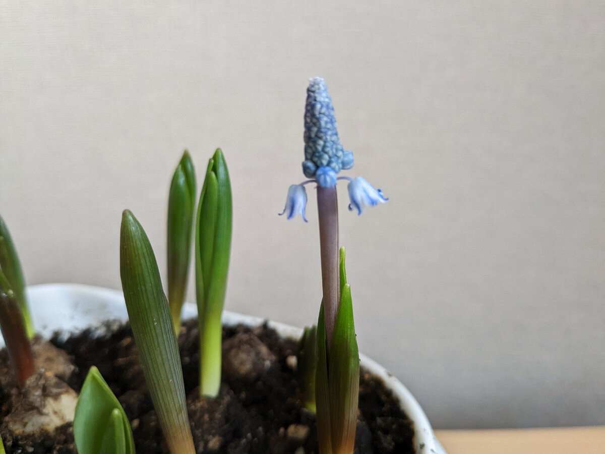 Мускари называют еще мышиным гиацинтом