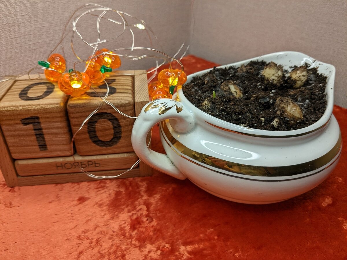 Месяц спустя после посадки