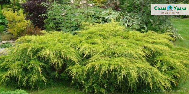 Можжевельник "Голд кост"