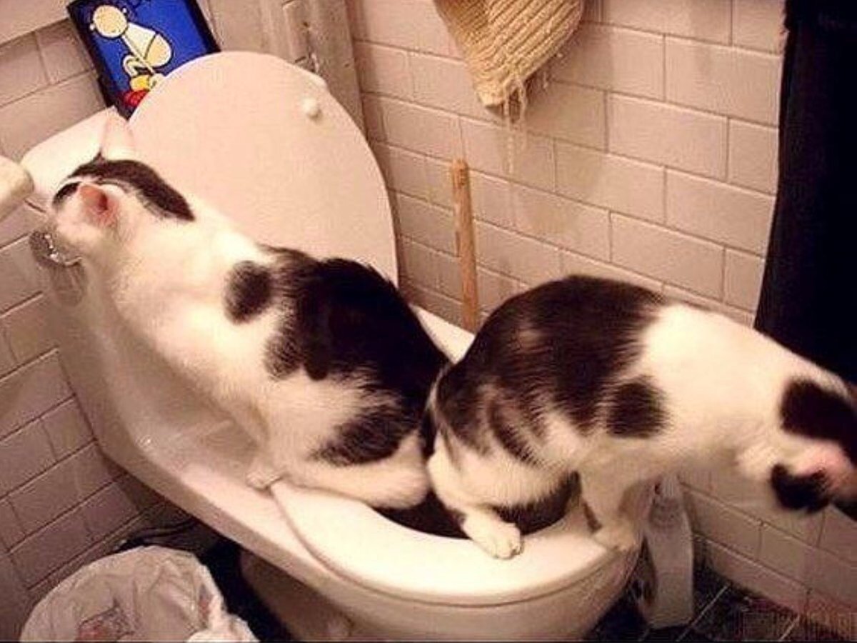 Включи смешной туалет. Приколы про кошек. Два кота на унитазе. Самые смешные картинки с котами. Кошка ржака.