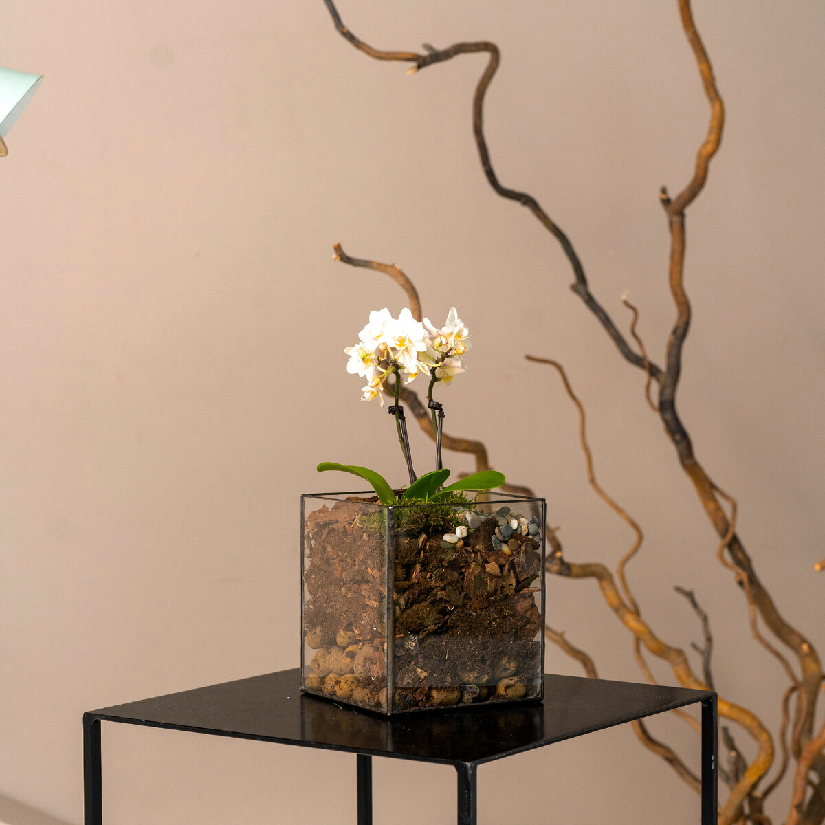 Белая орхидея мини - сорт карликовых орхидей, которые не вырастают больше 15-20см в высоту