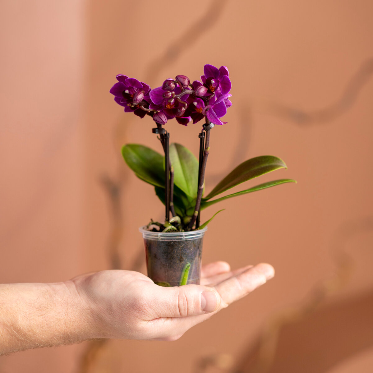 Мини орхидеи не могут не привлекать своим внешним видом, особенно тех, кто не может сдерживать свои чувства при виде миниатюрных растений. Только посмотрите на этот размер, по отношению к ладони! 