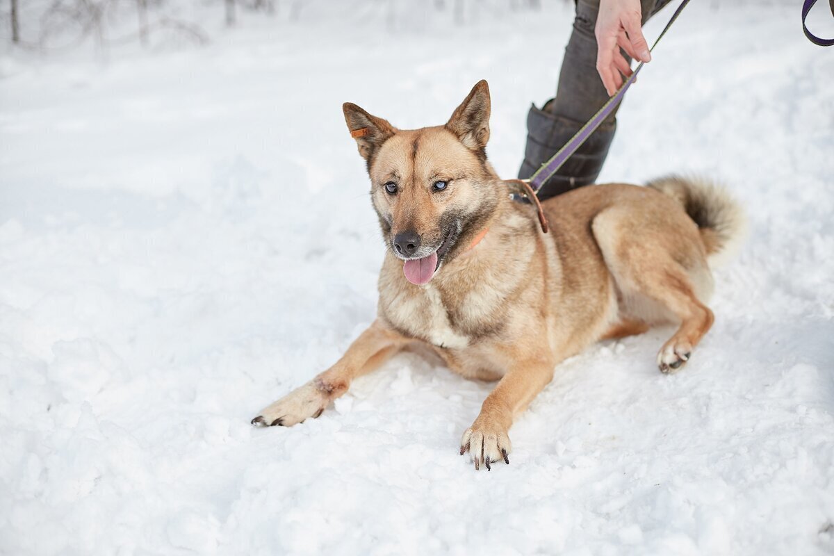 Бездомные собаки. Волонтеры с собаками. Бездомные животные. Помощь животным собакам. Помощь животным собакам.
