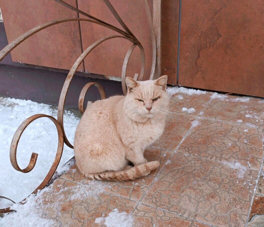 Морозное утро, Прохожих на улице мало, а кот уже сидит у закрытых дверей магазина