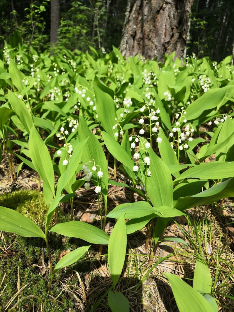 Фото автора канала.