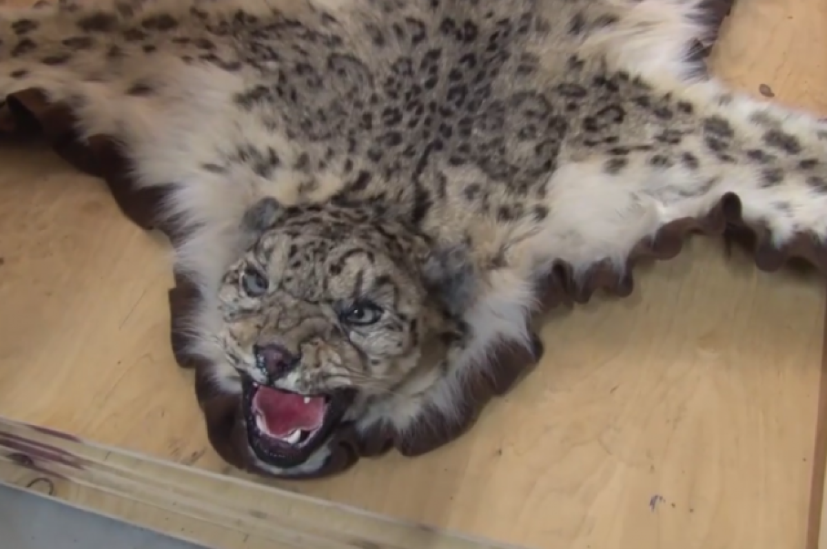 гепард альбинос. дикие звери. мир животных. красивые дикие животные. дикие звери.