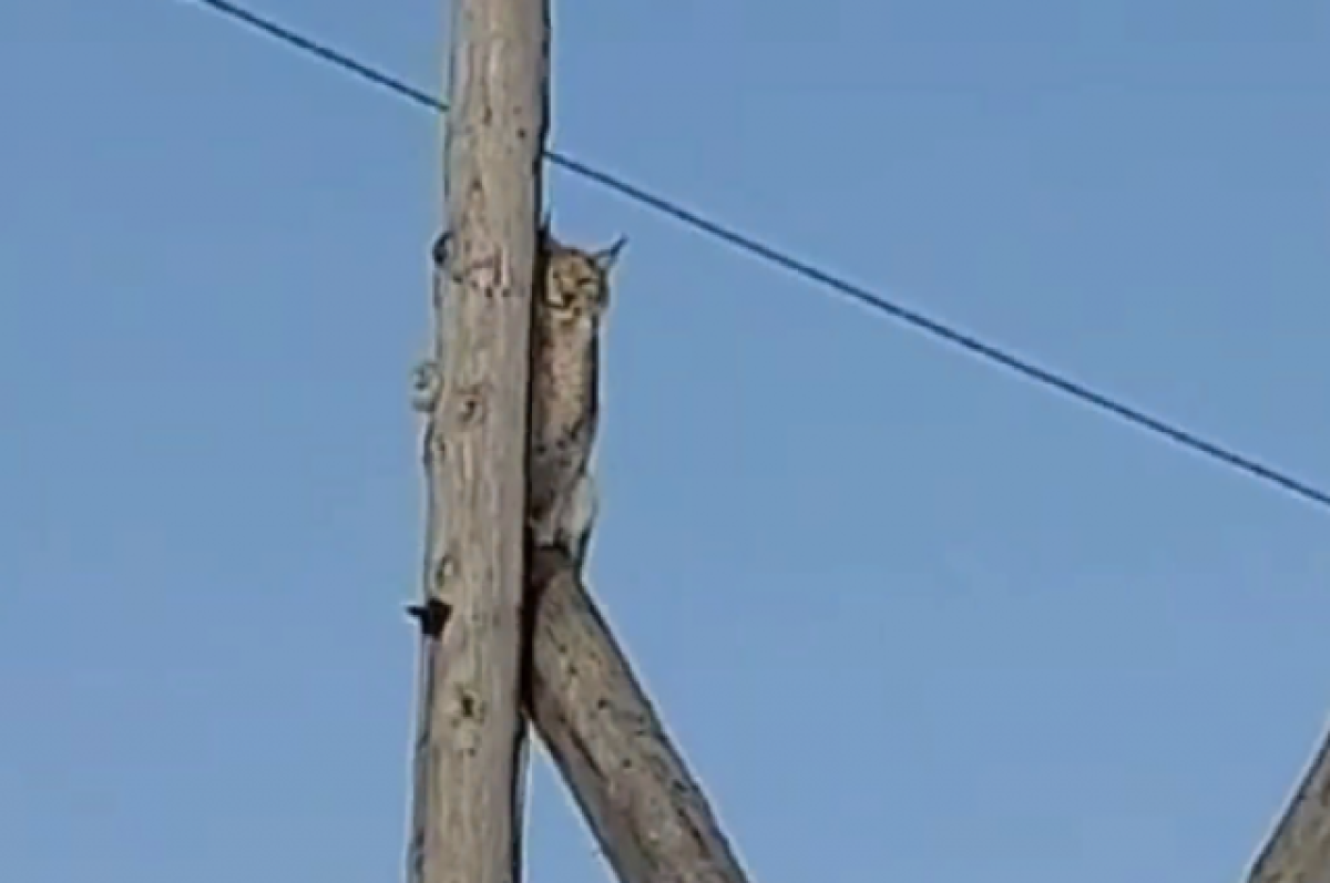    Рысь заметили на столбе в поселке Усть-Камчатского района