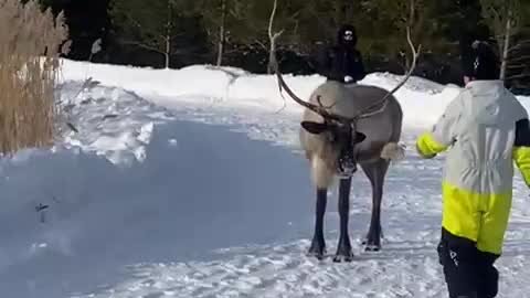дикий северный олень таймыр. северный олень жизнь. северный олень командорские острова. северный олень сзади. северные олени якутии.