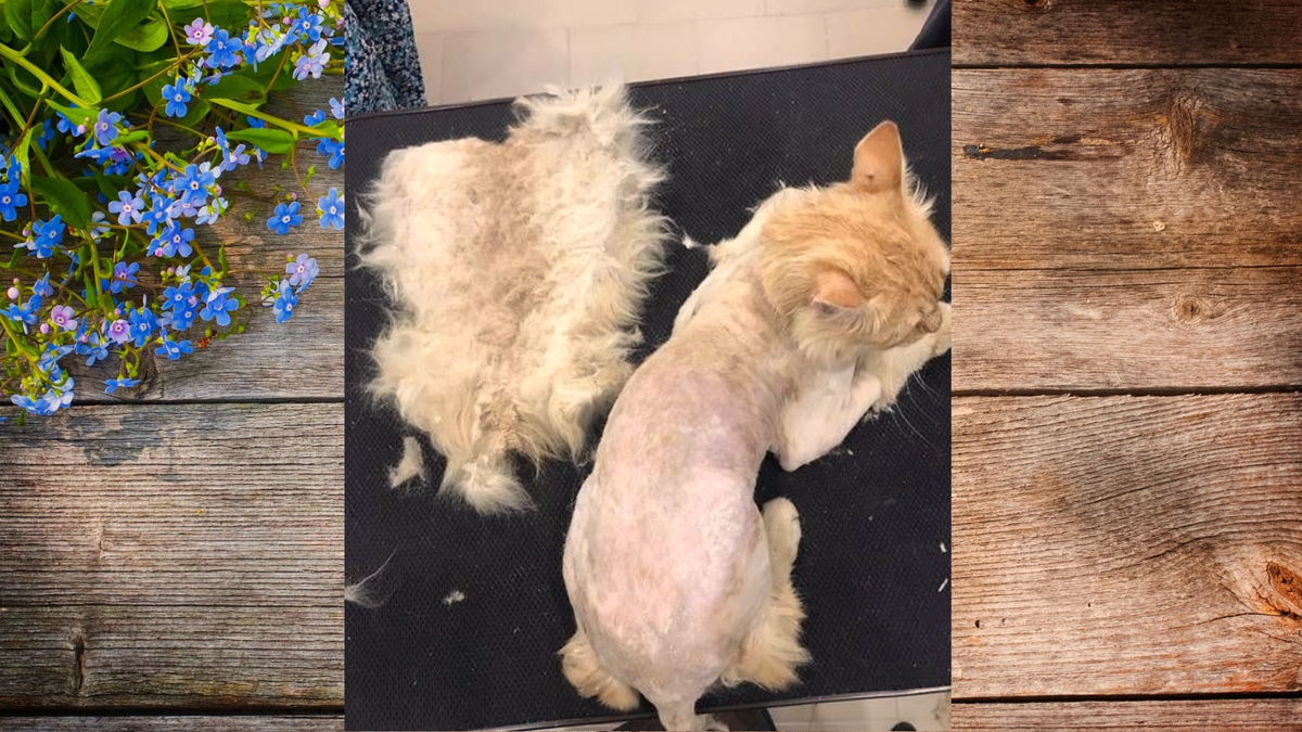 Котята с мамой. Домашние кошки. Красивые домашние животные. Золотистый ретривер маленький. Собачки и кошечки.