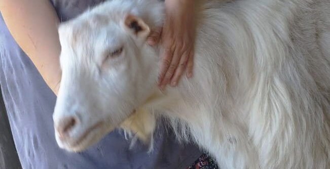 моя прелесть!