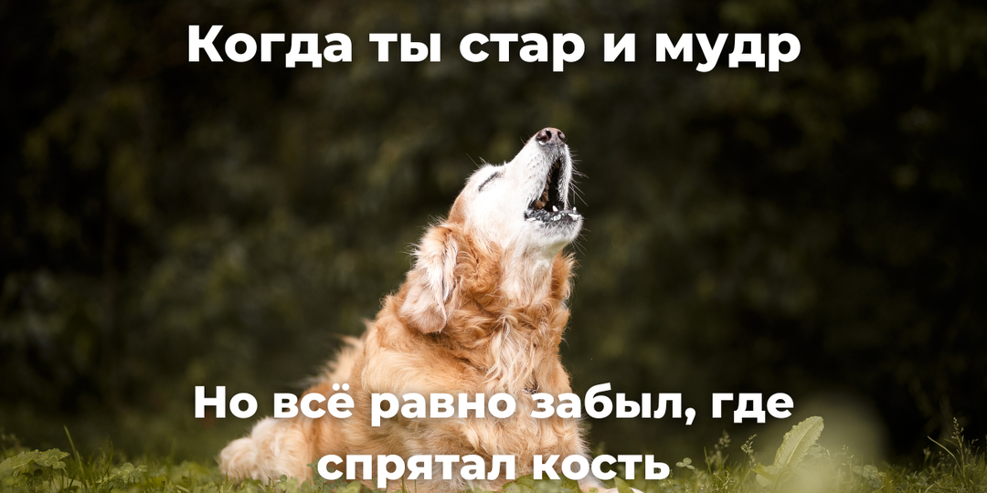 Особенности питания возрастных собак