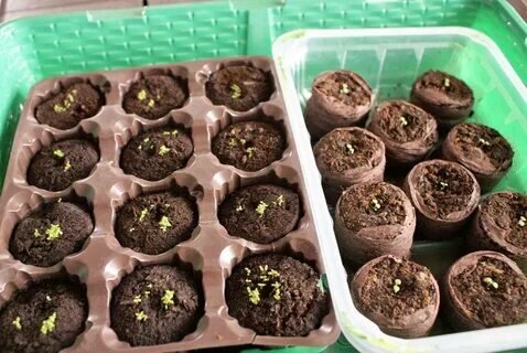 лобелия прямостоячая ривьера. лобелия ампельная сапфир. лобелия ампельная синий каскад. лобелия эринус ампельная. лобелия ампельная.