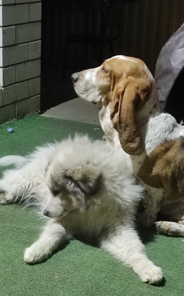 раковина для мытья собак. мытье собаки. собака купается. купание собаки. собаку моют.