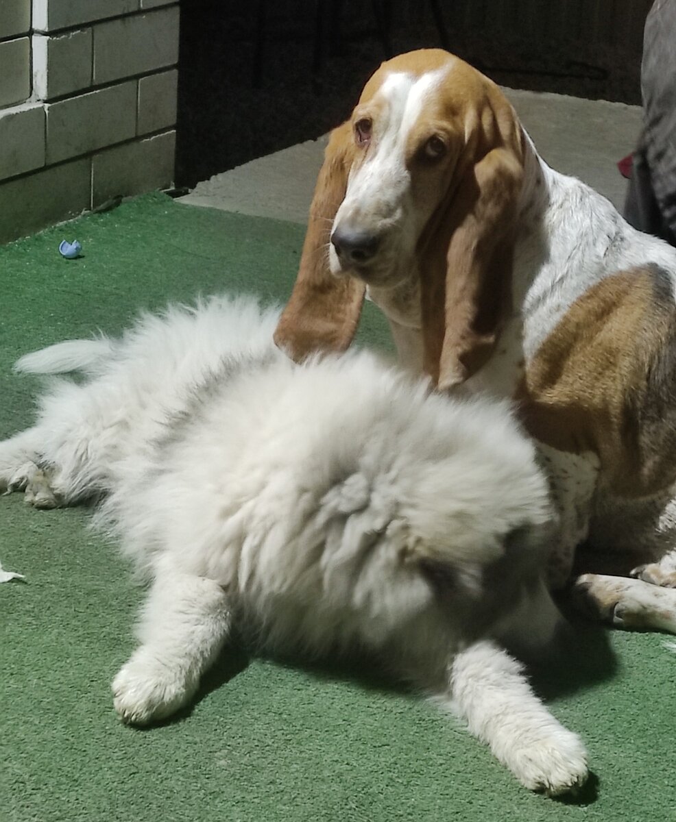 Презрительный взгляд на мою панику