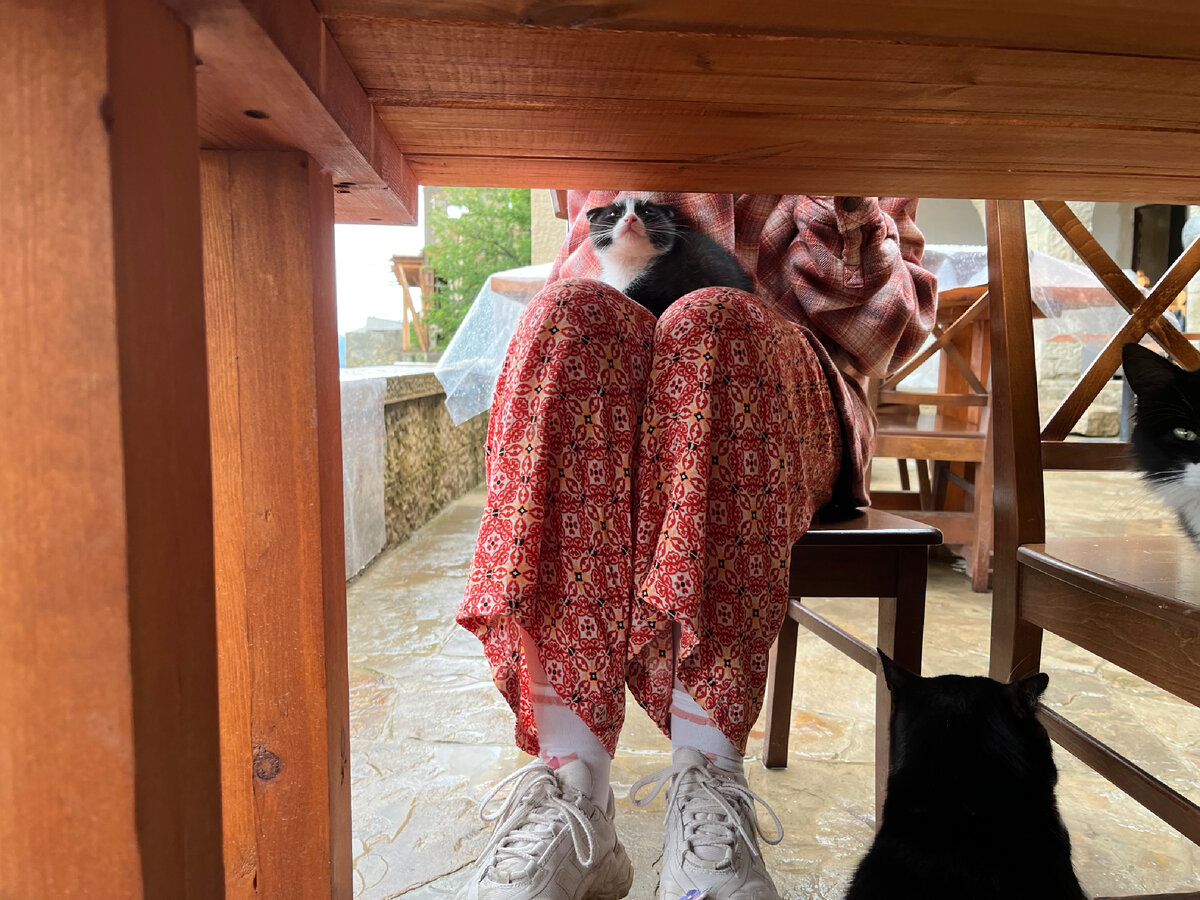 Атака котиков на террасе в Этнодоме